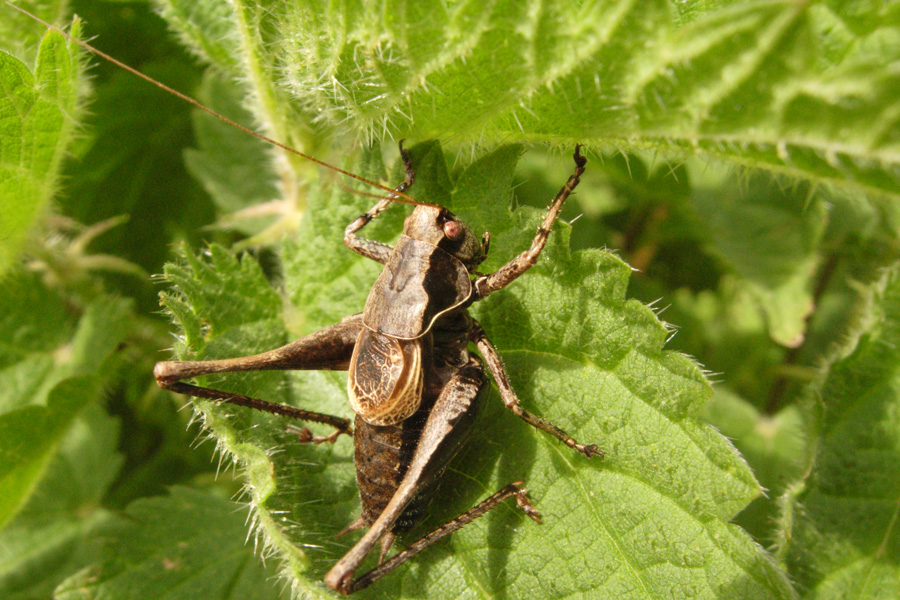 Pholidoptera griseoaptera e Yersinella raymondi